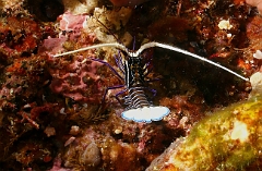 Raja Ampat 2016 - Panulirus versicolor - Painted spiny lobster - Langouste multicolore - Juvenile - IMG_4980_rc